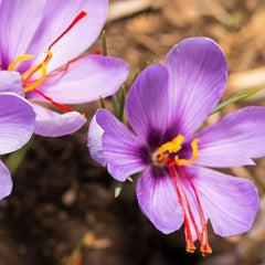 Saffron (Whole)
