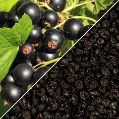 Zante Currants
