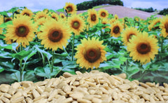Organic Sunflower Seeds , 20 Oz Standard Jar